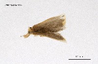 藏品(褐黃毒蛾)的圖片